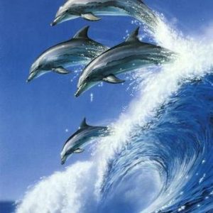Dolphins & Whales Package