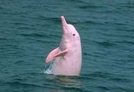 White Dolphin White Whale – Ramon Martinez Lopez