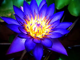 Gaia’s Blue Lotus Overlight Deva
